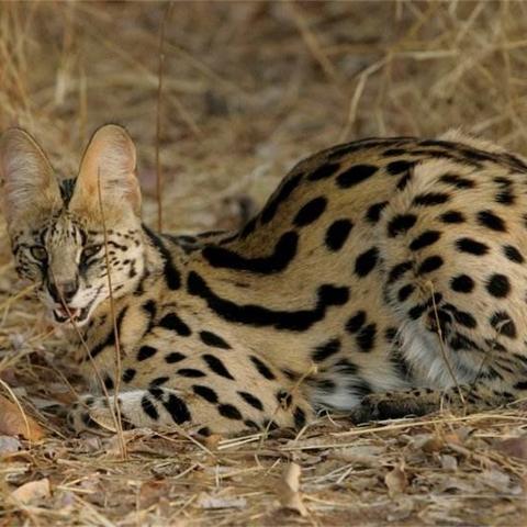 (世界征服者挑战成就)探秘世界征服者一战mod下载及游戏玩法详解