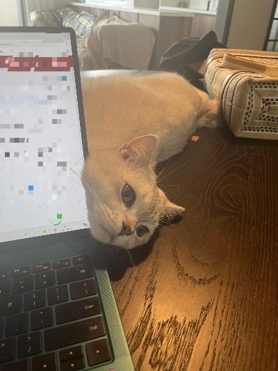 如何在电脑桌面上养护宠物猫?让你的工作伴侣更加可爱和有趣! 如何在电脑桌面上养护宠物猫?让你的工作伴侣更加可爱和有趣!