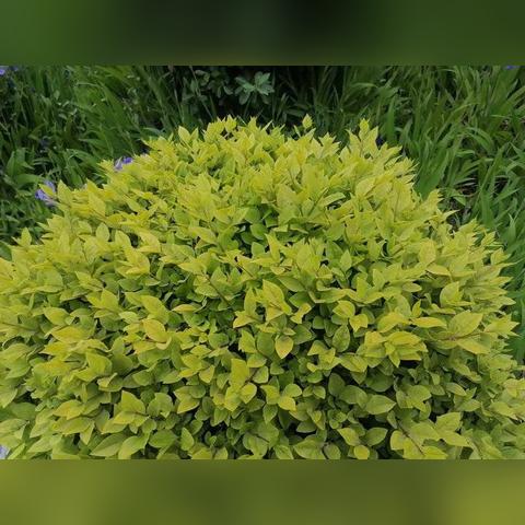 (星偶24图片)星偶24是什么档次的产品值得购买吗？