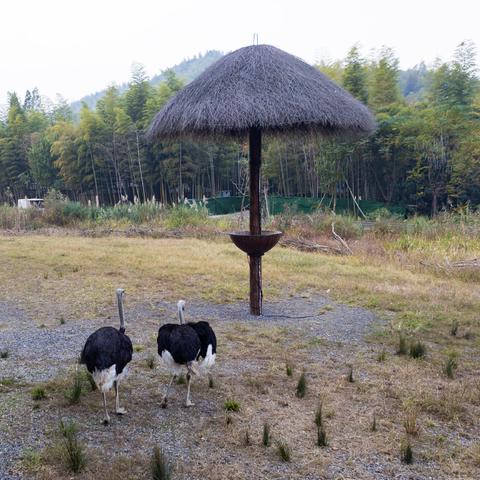 (小浣熊百将传手游百度百科)小浣熊百将传手游下载，让你开启奇幻冒险之旅