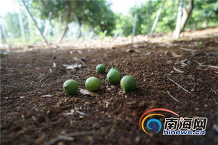 探索坚果农场的奥秘：详解对种植环境、生长过程及营养价值的深度研究笔记