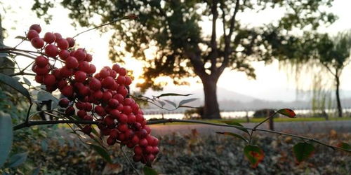 探索坚果农场的奥秘:详解对种植环境、生长过程及营养价值的深度研究笔记 探索坚果农场的奥秘:详解对种植环境、生长过程及营养价值的深度研究笔记