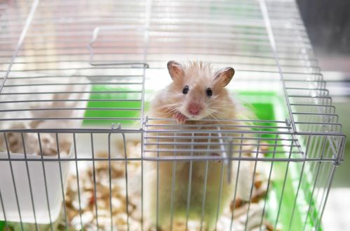 「寻觅仓鼠的点心天堂:探秘仓鼠点心工厂的美味奇妙」 「寻觅仓鼠的点心天堂:探秘仓鼠点心工厂的美味奇妙」