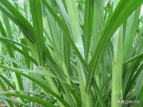 (艾兰岛怎么种植)如何在艾兰岛找到象草叶片的最佳地点与攻略 (艾兰岛怎么种植)如何在艾兰岛找到象草叶片的最佳地点与攻略