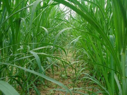 (艾兰岛怎么种植)如何在艾兰岛找到象草叶片的最佳地点与攻略 (艾兰岛怎么种植)如何在艾兰岛找到象草叶片的最佳地点与攻略