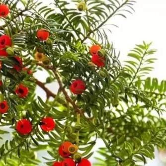 (植物大战僵尸2无尽模式破解)掌握无尽财富：植物大战僵尸2破解版无限钻石游戏攻略