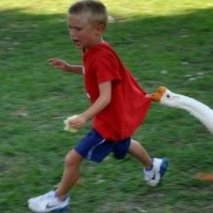 (大鹅模拟器下载安装)探索最新热门游戏：大鹅模拟器fnf下载全攻略分享