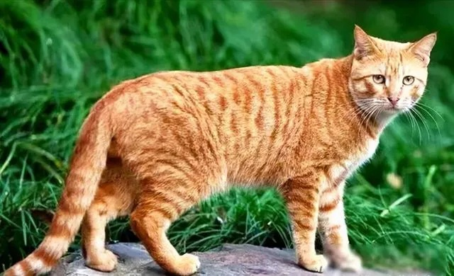 (中华田园猫十大品种)中华田园猫12个品种图鉴：发现中国猫咪不一样的魅力