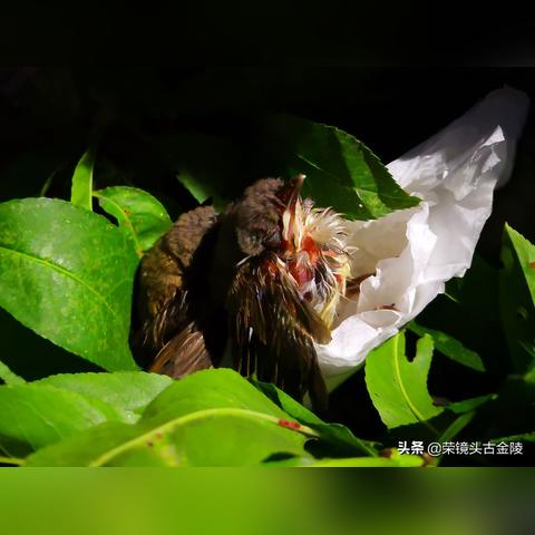 (一只勇敢的小鸟)一只勇敢的小虫子踏上了充满冒险的旅程