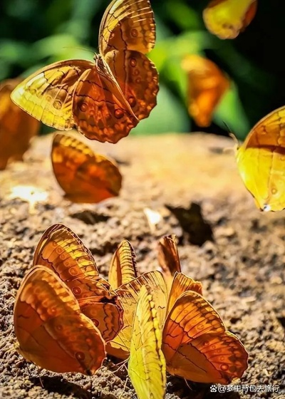 (星罗棋布的解释)星罗棋布间的生命之舞：斑斓斑斓的蝴蝶群