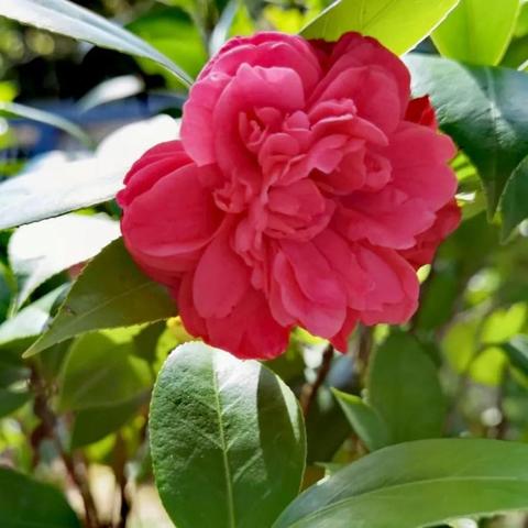 游戏深度解析：梦幻花园共有多少关卡，每个关卡的难度和挑战性如何?