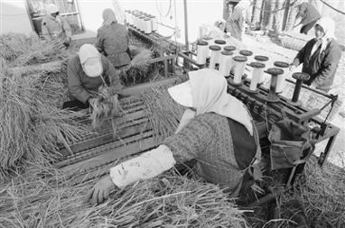 (小小农场主)小小大农场金条银条在哪里？探寻小农场内隐藏的财宝藏匿之处