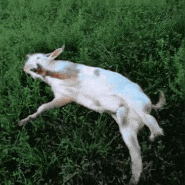 (致命追逐手机版官网)致命追逐还能玩多久？走到最后的胜者才是真正的英雄