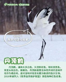 (呼吁人们保护动物的宣传标语)呼吁社会共同努力 保护动物的公益广告