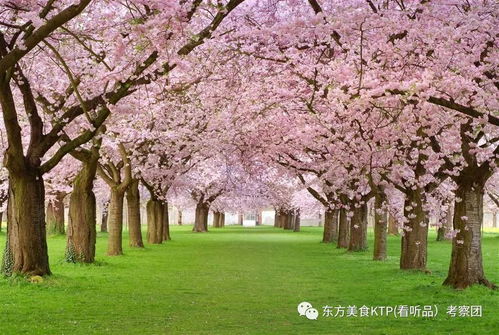 (落樱小屋樱之旅怎么过关)探寻樱花宝藏之旅——落樱小屋官方正版樱花之旅