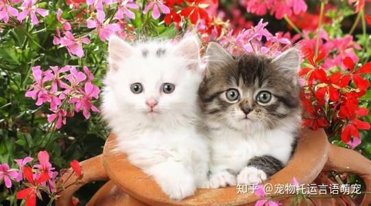 探索毛茸茸的天堂：详细解析猫咪列车位于何处及其为猫咪提供的独特体验