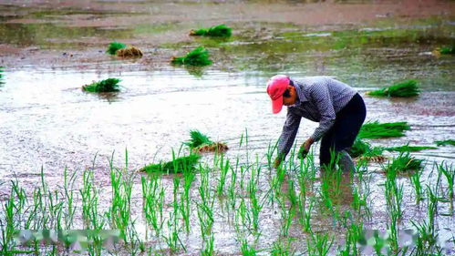 果园保卫战：农场主们如何应对病虫害和天气灾害，保护丰收的希望
