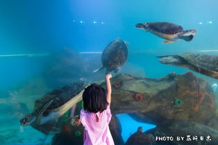 (巨骨舌鱼开箱视频)探秘巨骨舌鱼的神秘生态，揭秘其成长之谜和独特生存方式