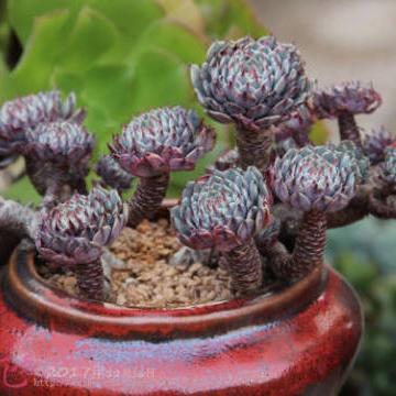 (什么是猜想?了解猜想的定义,特点和应用领域)什么是猜想？了解猜想的定义、特点和应用领域