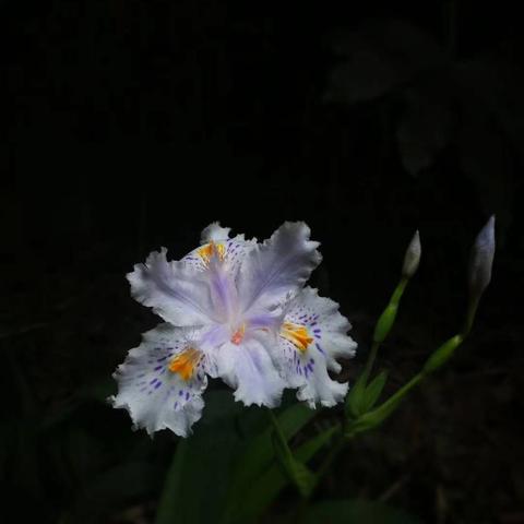 (浮生是梦中)浮生梦当当云中歌，唯美诗意的纷飞绚烂梦境