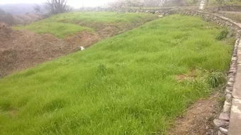 (割草割草割草)割草是什么？为什么它是保持草坪健康的关键步骤？