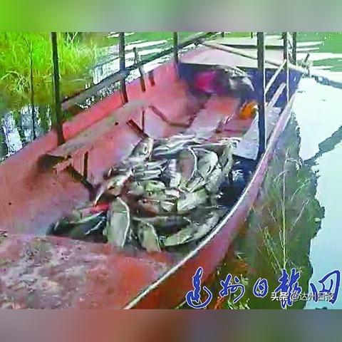 体验无尽欢乐，揭秘我的钓鱼生活无限金币：成为渔场霸主的秘诀和挑战