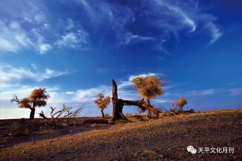 (大漠戈壁怎么读)大漠戈壁的辽阔壮美，令人神往无法自拔