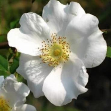 详细解析时空边际果实进阶的具体步骤与技巧，让你轻松掌握进阶攻略