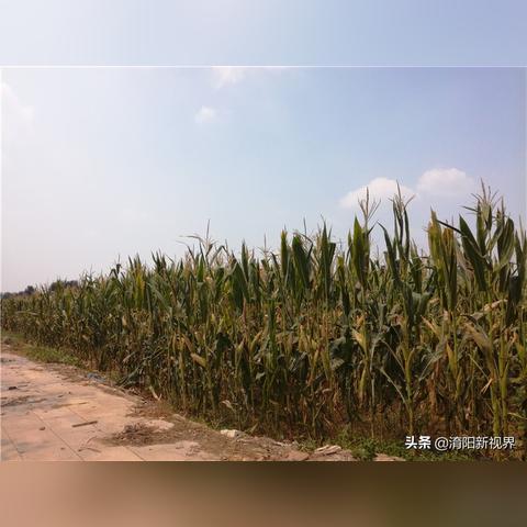 详细解析时空边际果实进阶的具体步骤与技巧，让你轻松掌握进阶攻略