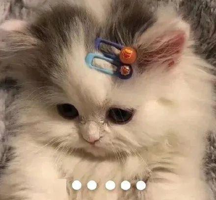 (西游猫猫头像)趣味十足!搞笑西游记喵喵表情包,快来欣赏萌萌的猫猫表情! (西游猫猫头像)趣味十足!搞笑西游记喵喵表情包,快来欣赏萌萌的猫猫表情!