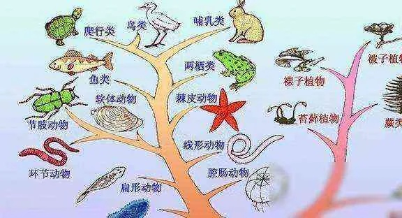 (探寻神秘生物)探索神奇生物学：解开大自然奥秘，发现生命灵性与奇迹共舞