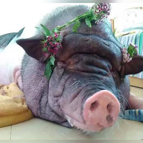 探究宠物养成类手游风潮：鉴赏2021年宠物养成类手游排行榜顶尖佳作