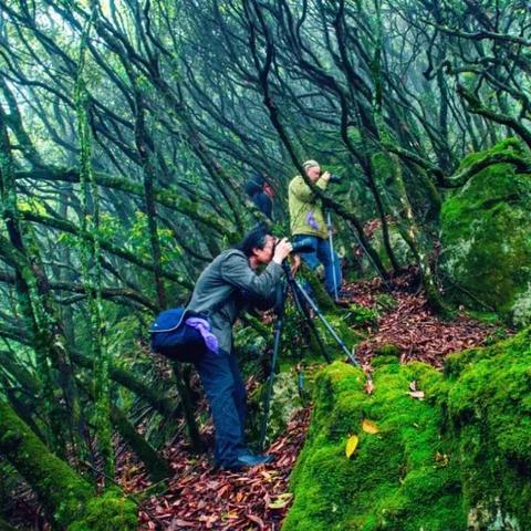 探寻幽暗森林深处的神秘秘密和古老传说-神秘迷离的幽暗森林探险之旅