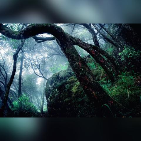 探寻幽暗森林深处的神秘秘密和古老传说-神秘迷离的幽暗森林探险之旅