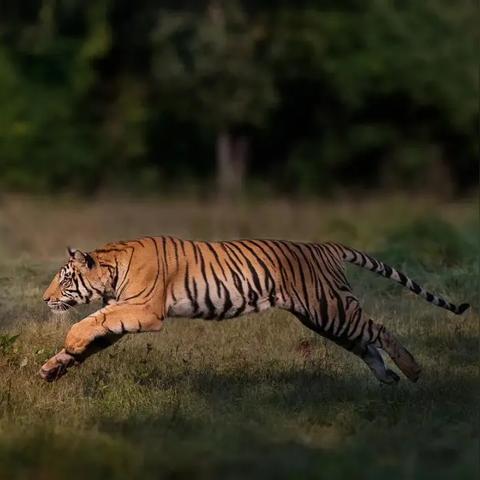 探寻幽暗森林深处的神秘秘密和古老传说-神秘迷离的幽暗森林探险之旅