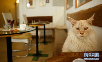 (猫猫咖啡屋手游攻略)猫猫咖啡屋停服：情深意切，网友纷纷送别，期待再相逢。