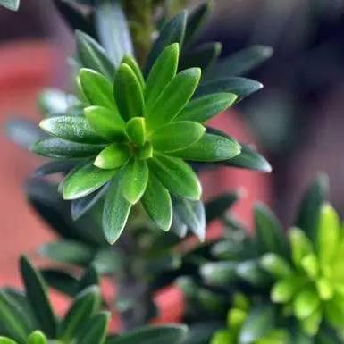 (舞动青春分解动作视频第一节)舞动青春：1-8节分解动作，学会舒展舞蹈动作，展示青春活力