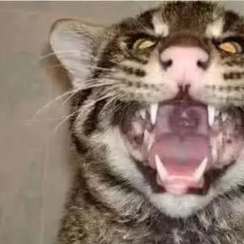 (猎人来了是什么综艺)猎人来了音乐：探索自然精神与野性之美的灵感源泉