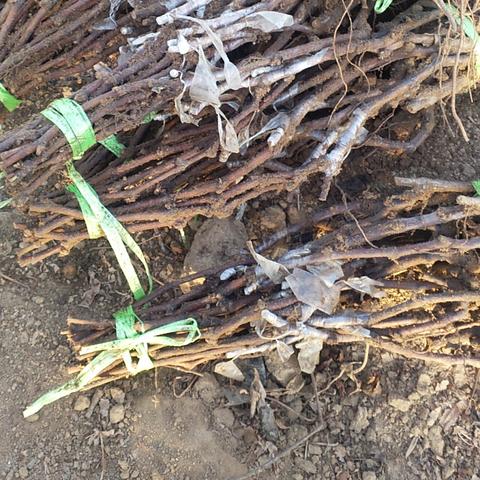 (广东省粤苗官方网)广东省粤苗APP：粤港澳大湾区苗木行业交易的新型平台