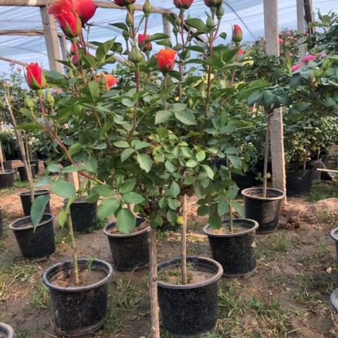 灯草花和灯高清免费普通话版，绚丽多姿的花卉世界，尽情欣赏美丽风景