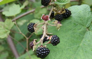 (见血飞的功效与作用,见血飞的副作用)见血飞配伍：打造完美融合的默契组合方式