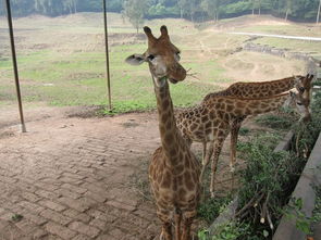 重返童年之旅：探访多元文化动物园的奇特动物与它们的独特习性，体验有趣的动物群落生态探索游