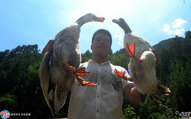 (下载来合体鸭)“打造最强阵容,来合体鸭2带你开启新篇章” (下载来合体鸭)“打造最强阵容,来合体鸭2带你开启新篇章”