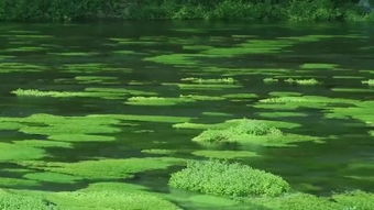 (班得瑞琉璃湖畔纯轻音乐)在缤纷的班得瑞琉璃湖畔，迎接夏日的温暖和清澈。