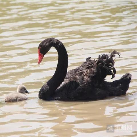 遇难黑天鹅遗留蛋，将通过人工孵化技术保护其生命延续与生态平衡