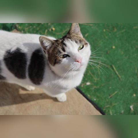 猫版超级玛丽手机版:可爱猫咪冒险之旅,绝对不能错过的经典游戏 猫版超级玛丽手机版:可爱猫咪冒险之旅,绝对不能错过的经典游戏