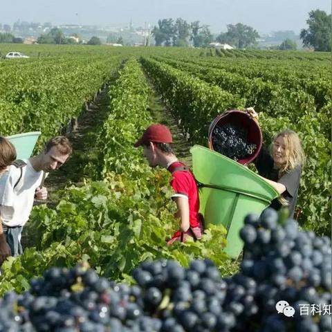 (神秘 强大)探秘最强神赐动漫在线观看的神秘世界 (神秘 强大)探秘最强神赐动漫在线观看的神秘世界