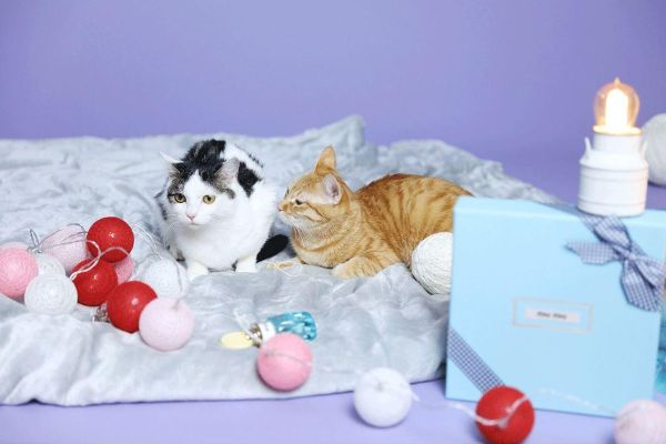 (养猫 香水)花香水猫配方大全：搭建一个迷人的氛围