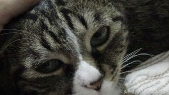 详细步骤教你如何轻松更改电脑屏幕保护图片，个性化你的桌面体验