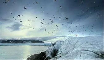 纵观冰原前线：公映纪录片《企鹅卧底的中文版》穿越南极冰川，揭秘企鹅生存秘境